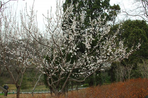 樱花