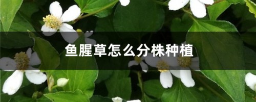 鱼腥草怎么分株种植，北方可以种吗