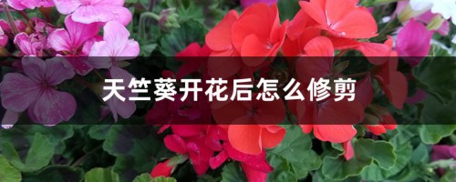 天竺葵开花后怎么修剪  老桩怎么修剪