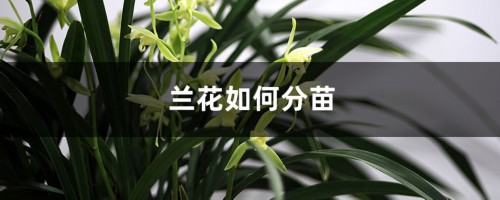 兰花如何分苗，什么时候分苗好