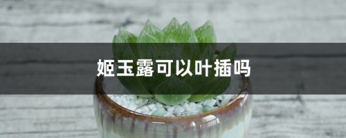 姬玉露可以叶插吗